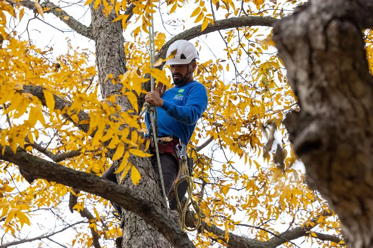 Skilled Storm Damage Cleanup crew working in Sugarcreek